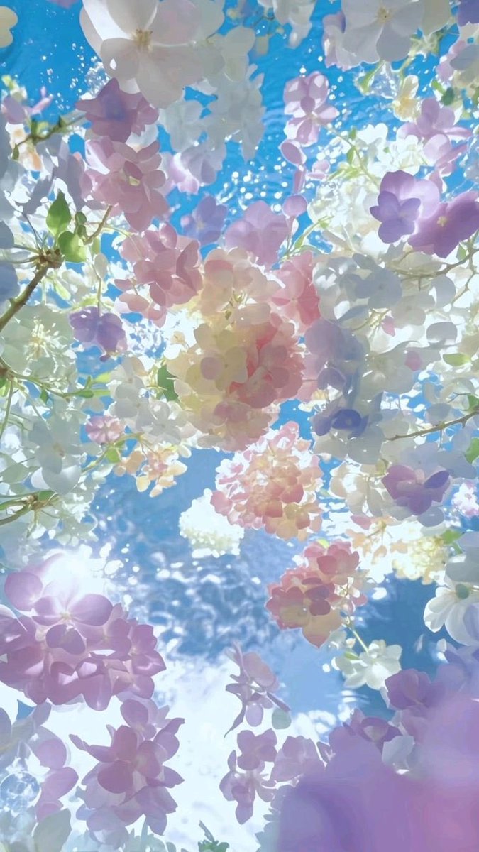 blossom. tweet media