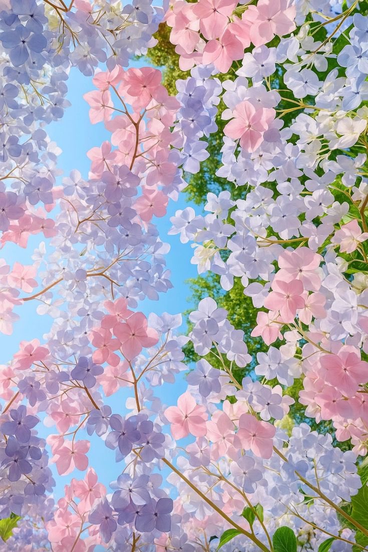 blossom. tweet media