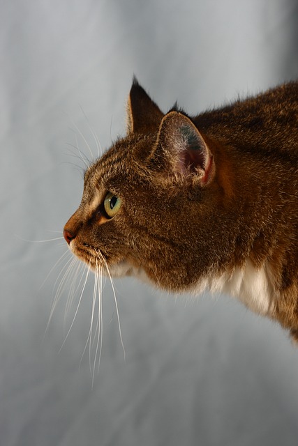 Sergio Hounds tweet media