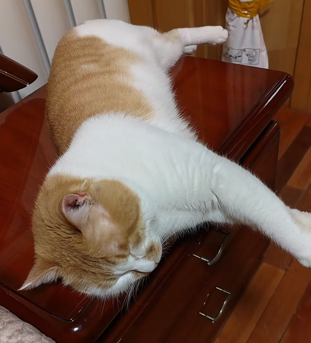 超大号Mini-Indris tweet media