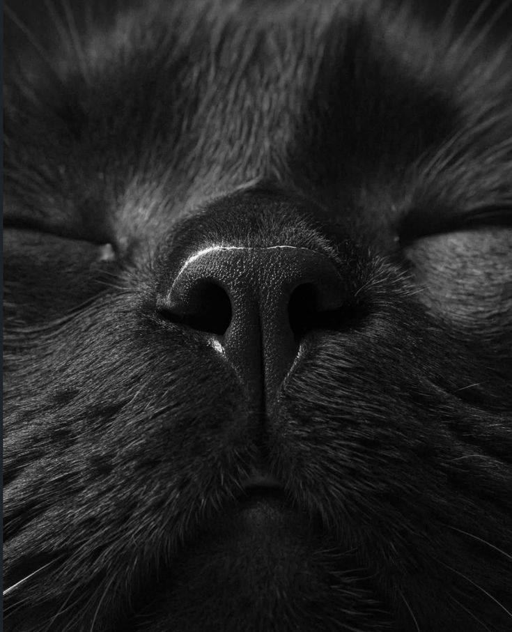 SassySiren tweet media