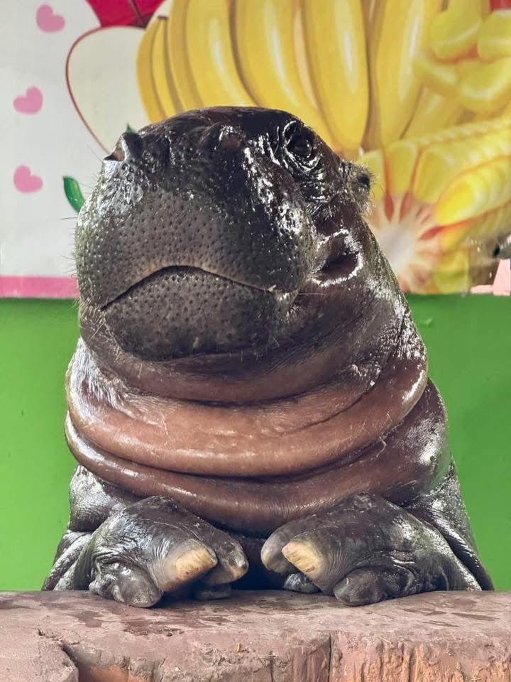 จากกรณีคนโดนลงบ่อหมูเด้ง เเล้วมีคนเม้นว่า
คนดูแลไปไหน ให้ลงไปได้ยังไงตั้งนาน 
เลิกงาน16.30 เวลา16.37 ผมก็ถึงบ้านเเล้ว 🤣 #hippo #PygmyHippo #ขาหมูแอนด์เดอะแก๊ง #หมูเด้งเด้งกี่โมง #Moodeng #พี่ขาหมู #สวนสัตว์เปิดเขาเขียว