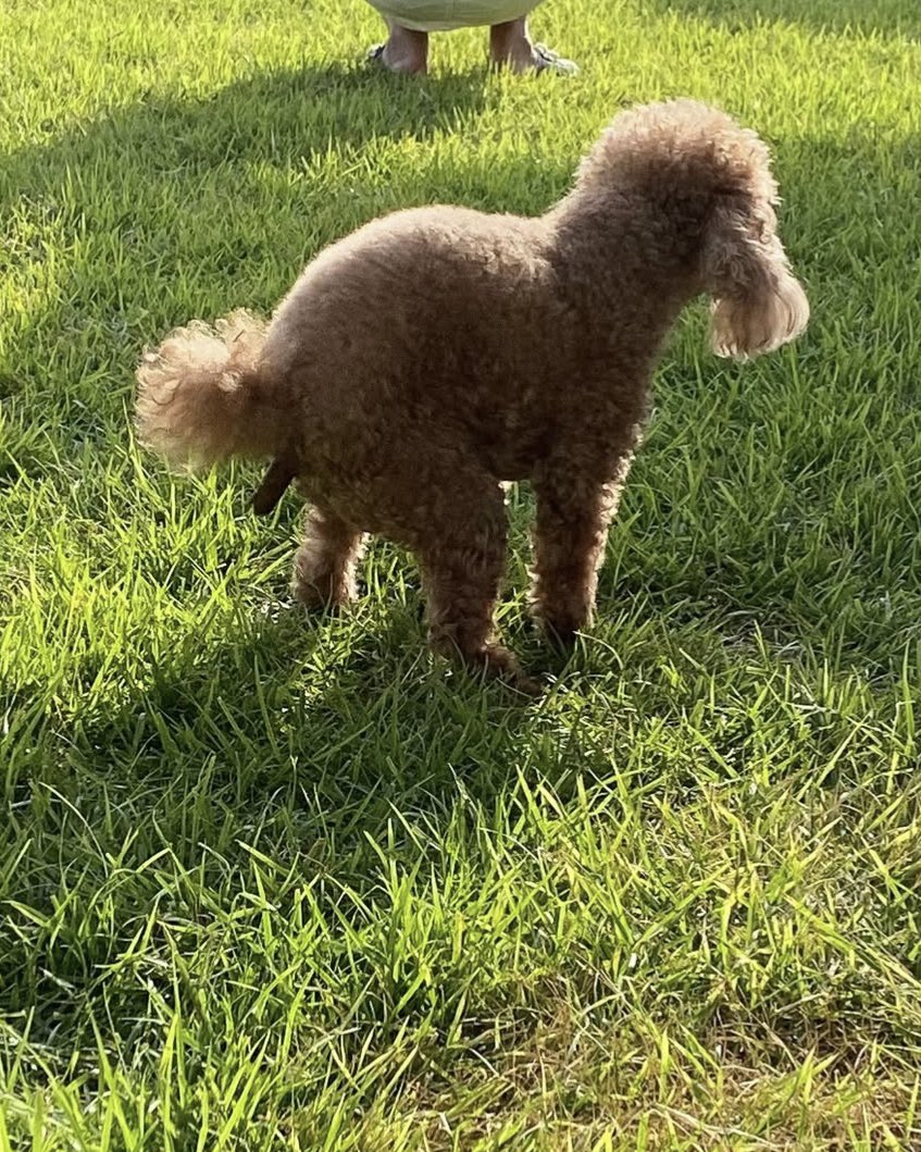 링고 아니 대박이 그리고 글씨와 사비 tweet media