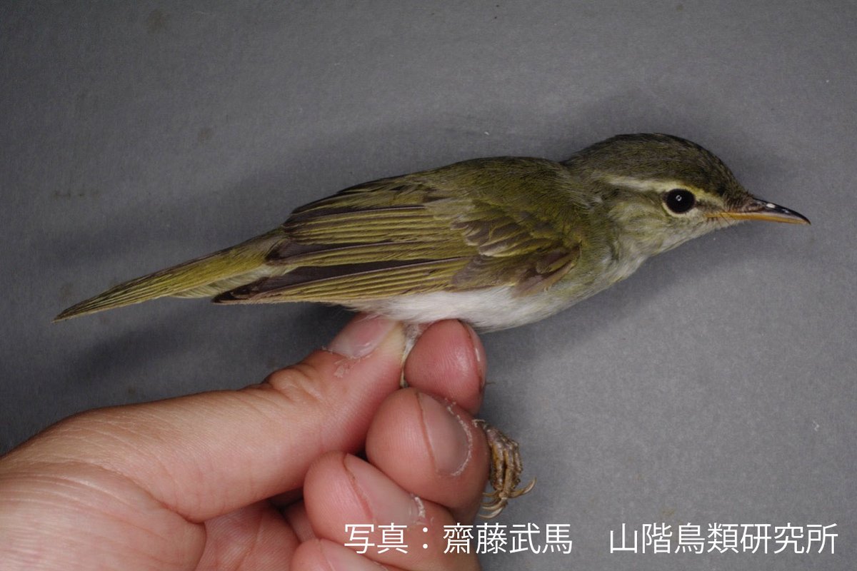 山階鳥類研究所 YIO tweet media