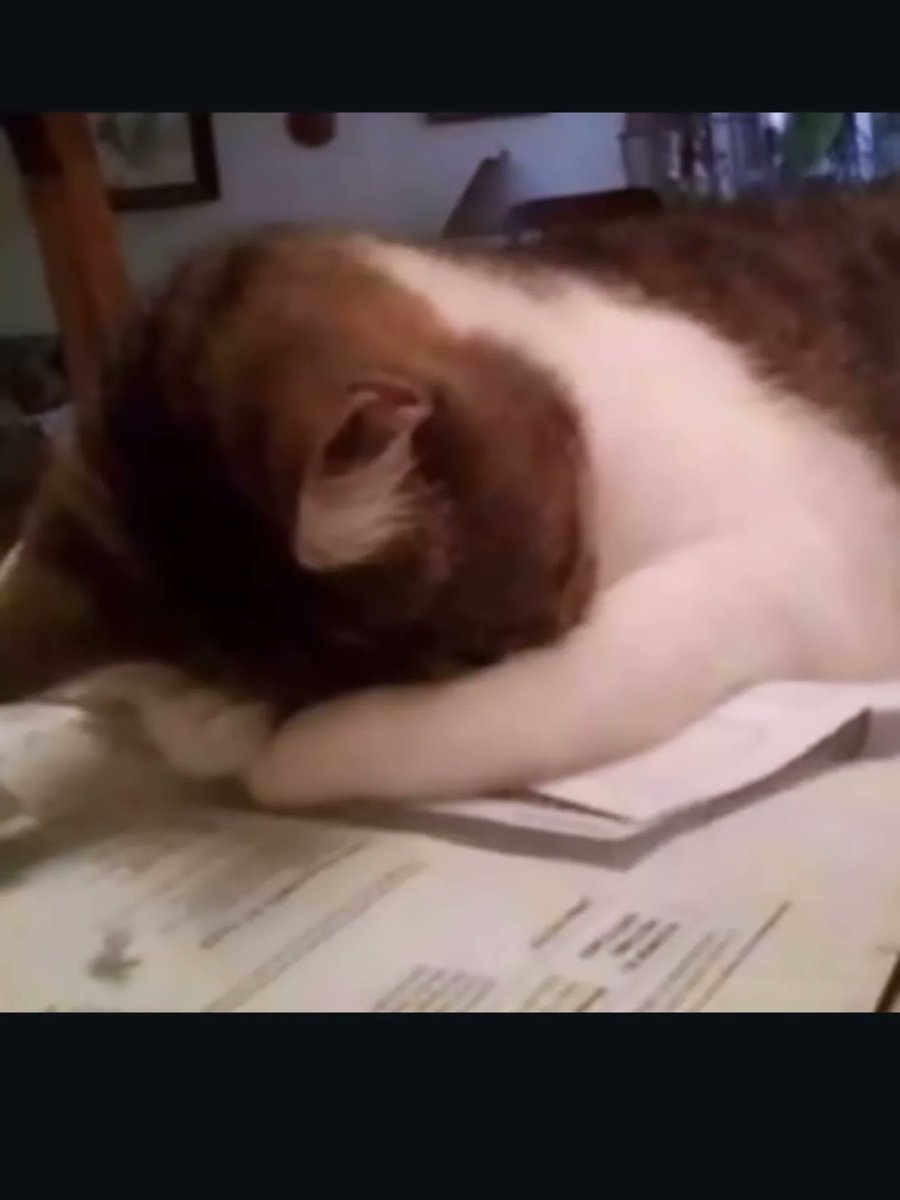 TPC | KiS tweet media