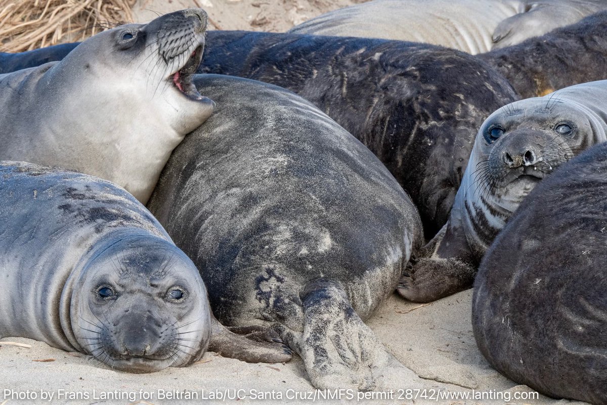 I want to bring awareness to the recent H5N1/bird flu detections in Elephant Seals in California and the ways we can help the marine mammals being affected 🦭🩵

Info in Thread ⬇️