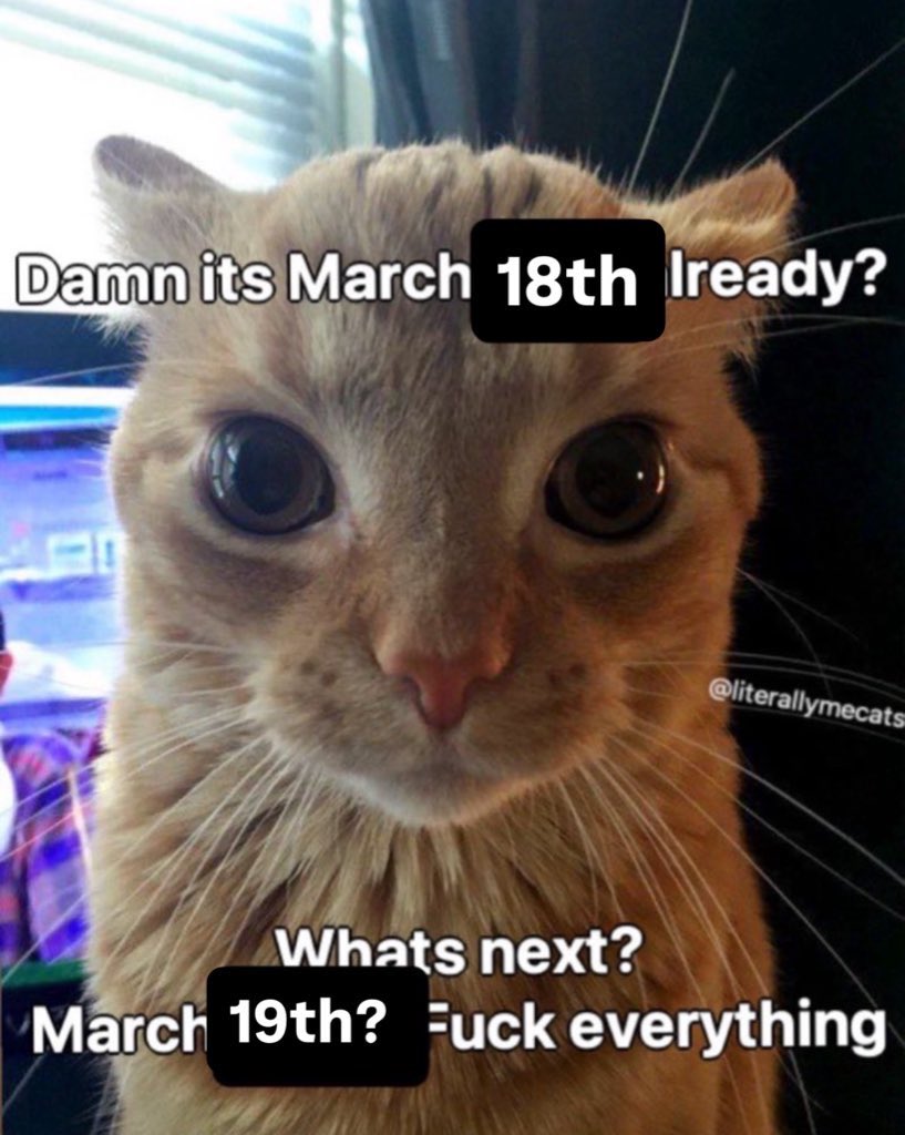 LiterallyMeCats (@literallymecats) on Twitter photo 