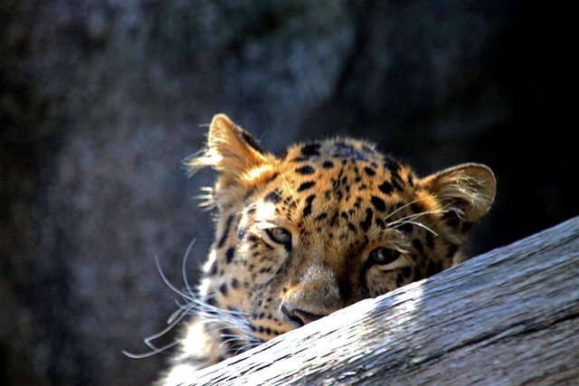 Paul Ogle tweet media