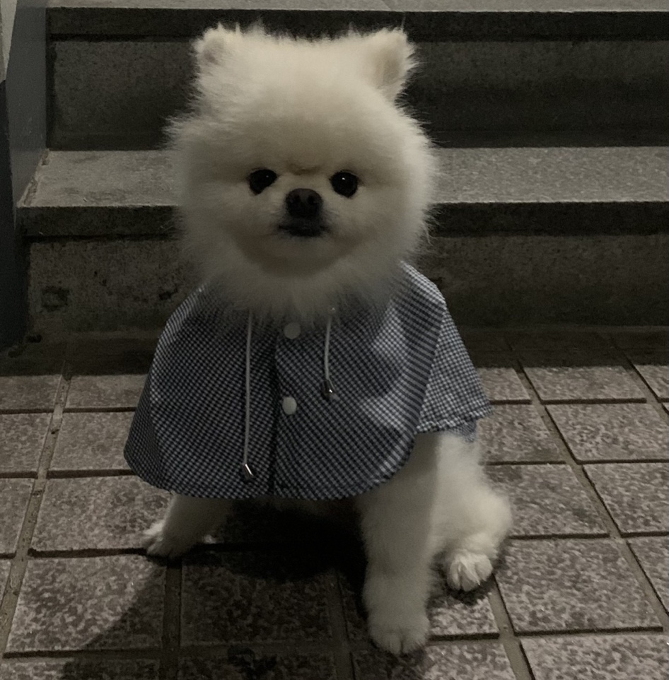 킹복돌 tweet media