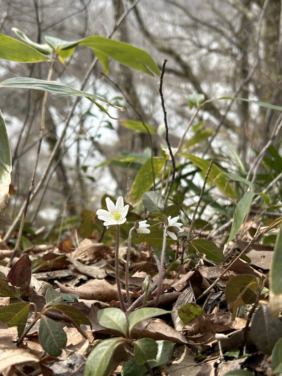 国営越後丘陵公園(公式) tweet media