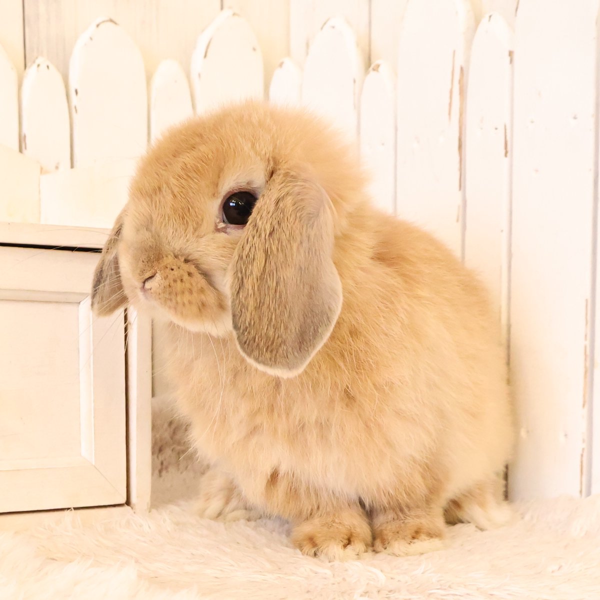 うさぎ専門店ラビットリンク tweet media