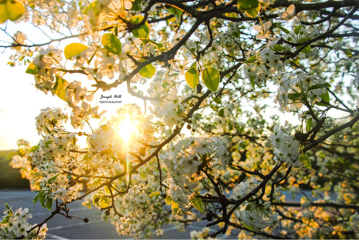 JosephHill3794's tweet image. Sunset☀️🌸
#March2026 
Photo By: Joseph Hill🙂📸☀️🌸

#sunset #springtree #tree #flowers #nature #earlyspring #spring #sunlight #beautiful #colorful #peaceful #springvibes #NaturePhotography #sunsetphotography #SouthernPinesNC #March