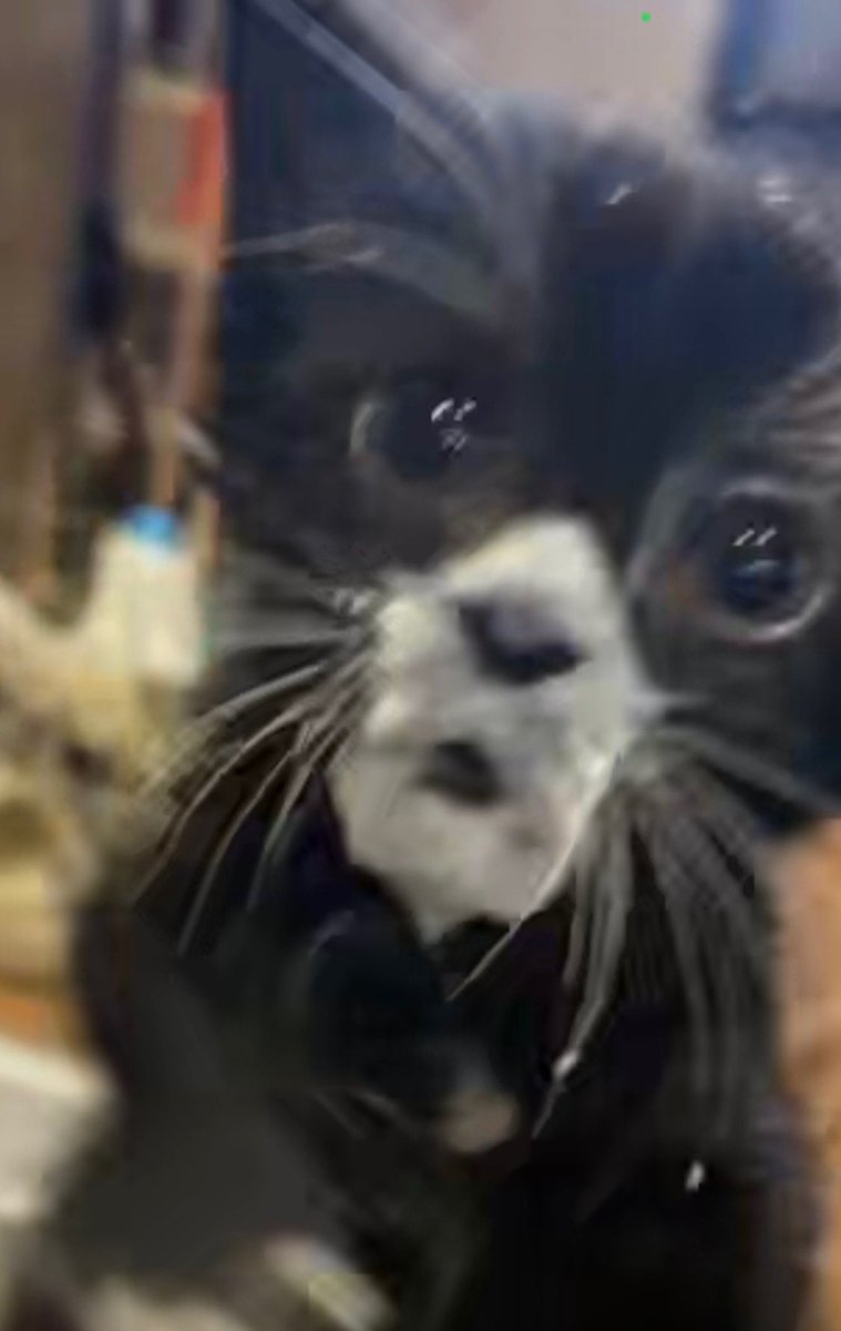 ☀️🦊Eclipse🦊🌙 tweet media