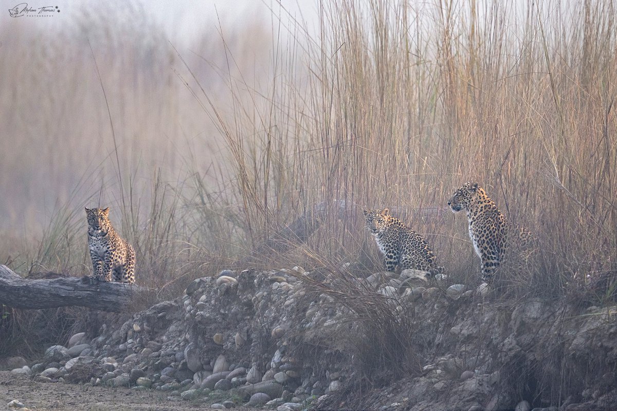 Mohan Thomas tweet media