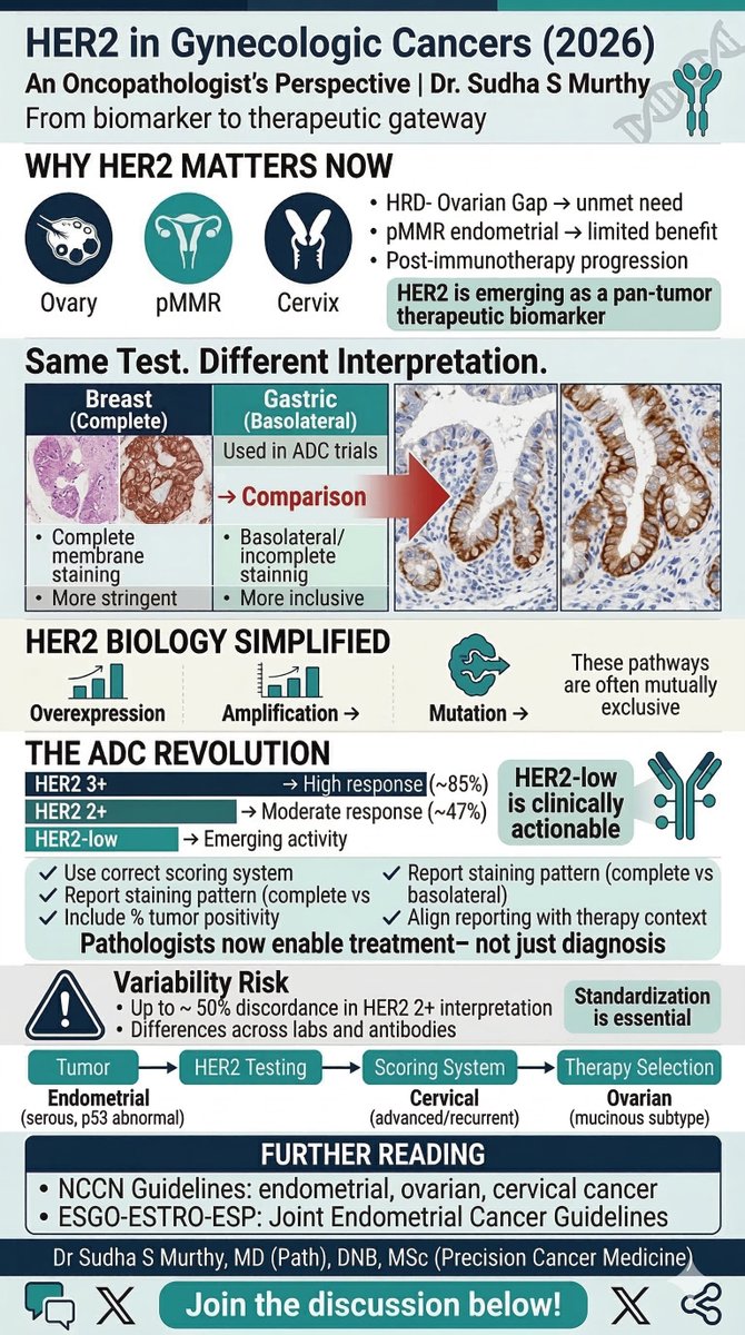 sudhamurthy1's tweet photo. HER2 in Gynae Cancers (2026): From biomarker to therapeutic gateway. 🔓
The landscape is shifting toward ADCs and HER2-low targeting.  Refer to NCCN, ESMO, ESTRO guidelines 
My perspective below 
#GynaeCancer #Oncology #Pathology #Biomarker #PrecisionCancerMedicine #MedEd https://t.co/VsHzcYO8op