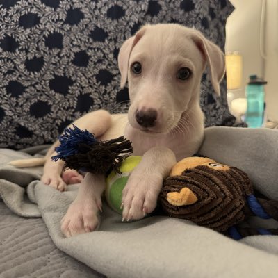 RottweilerStark's tweet photo. #NewProfilePic https://t.co/sMMdDVFTfa