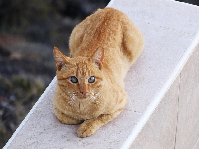 Angela Sherman tweet media