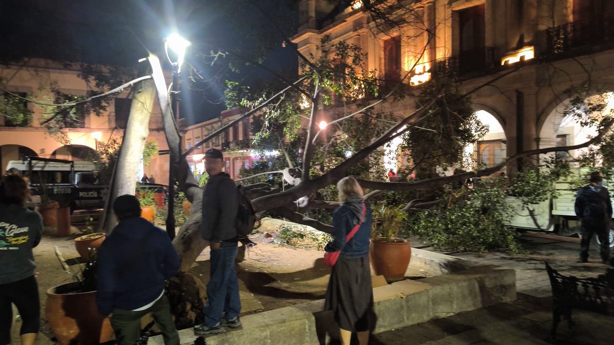 ZonaRoja_Oaxaca's tweet photo. #AlMomento 
Otra tragedia ecológica: esta noche cae un árbol en el zócalo de la ciudad de Oaxaca, debido a los fuertes vientos. https://t.co/ANYSfqVFvp