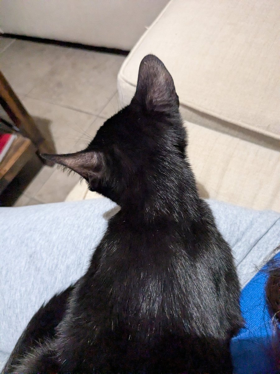 Psych Rewatch 🍍🍍🍍🍍 tweet media