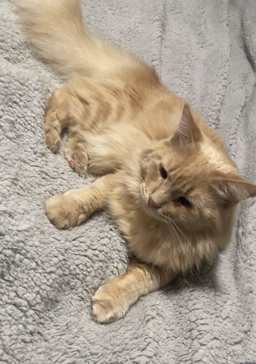 Madam Vampy 🥀 tweet media