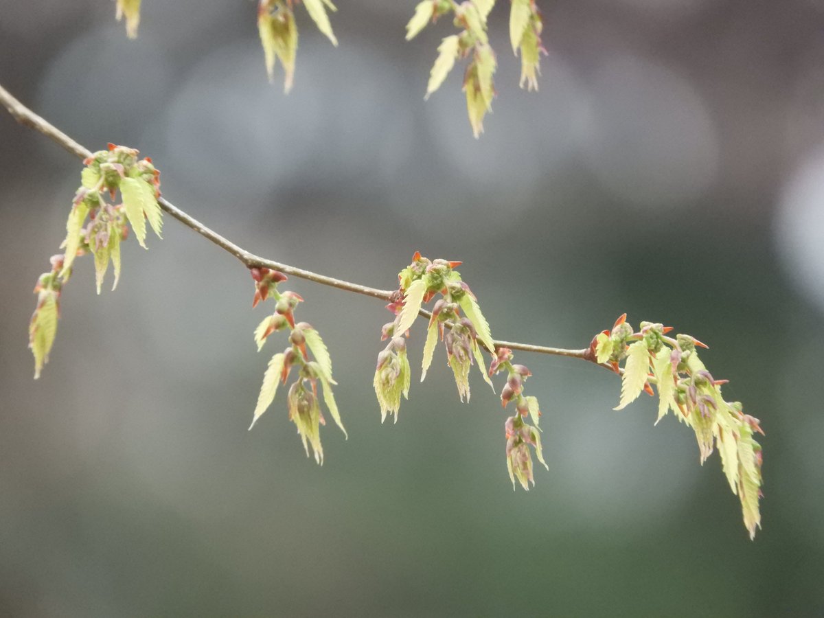 都立戸山公園　園長の採れたて情報 tweet media