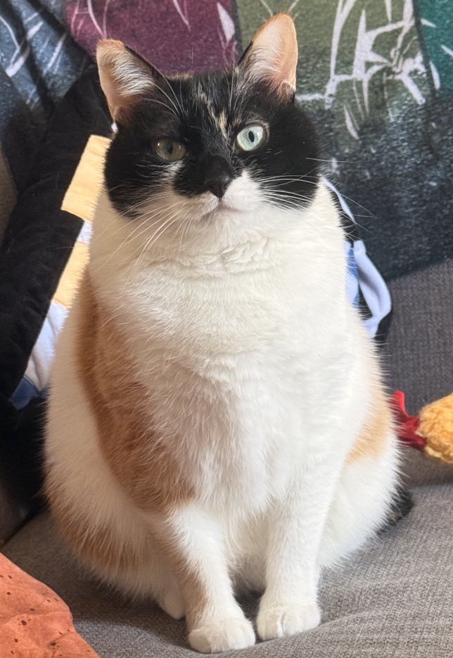 雷十太先生 tweet media