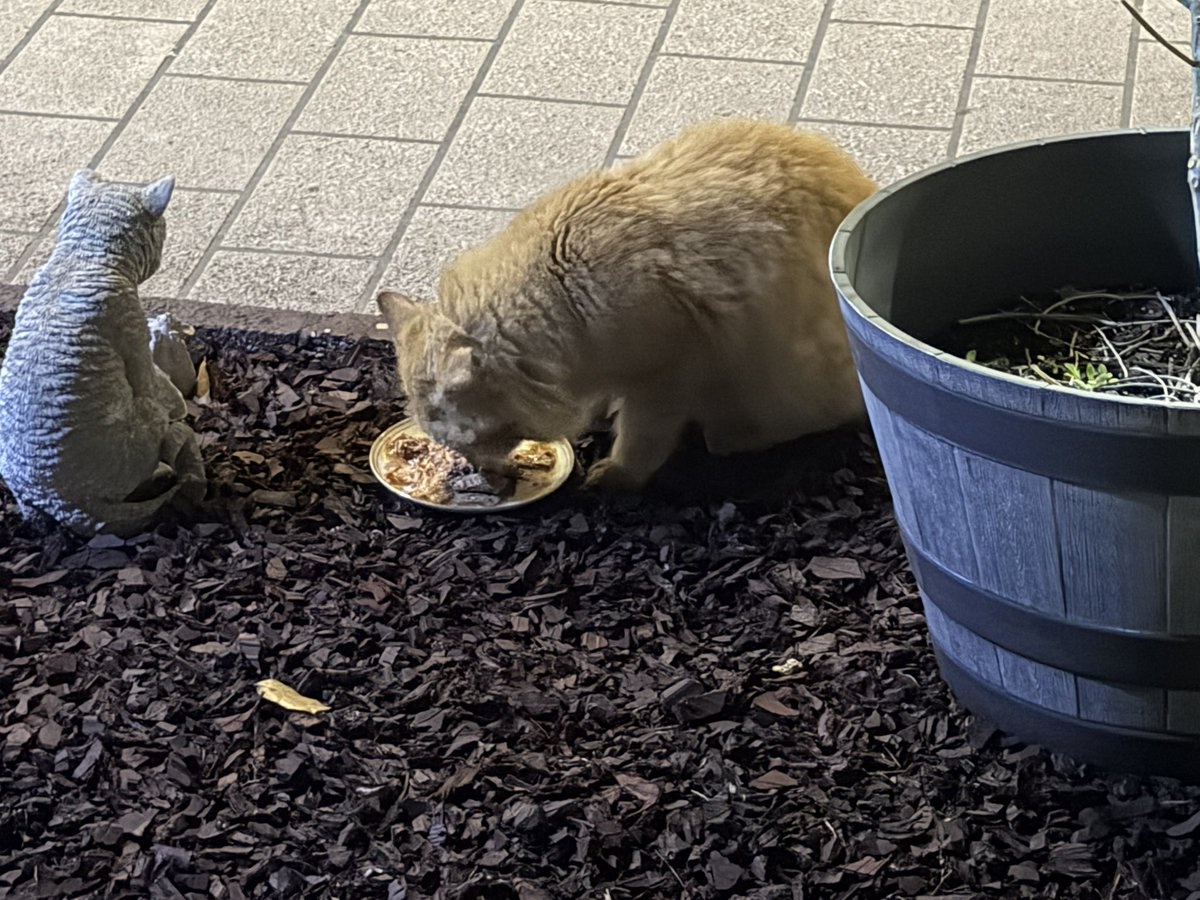 Skittles & Friends Purrs4Peace, ☮️🇨🇦🇺🇦 tweet media