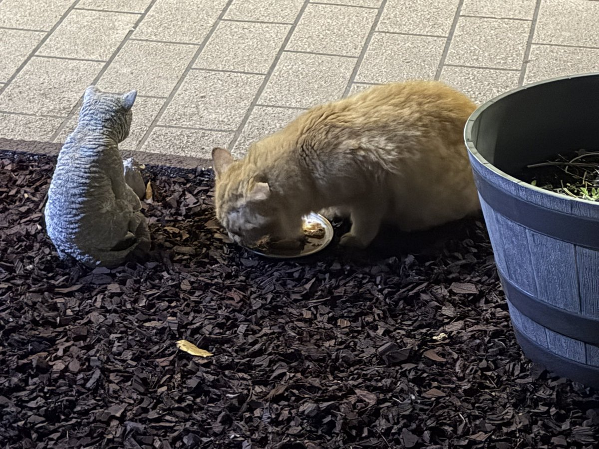 Skittles & Friends Purrs4Peace, ☮️🇨🇦🇺🇦 tweet media