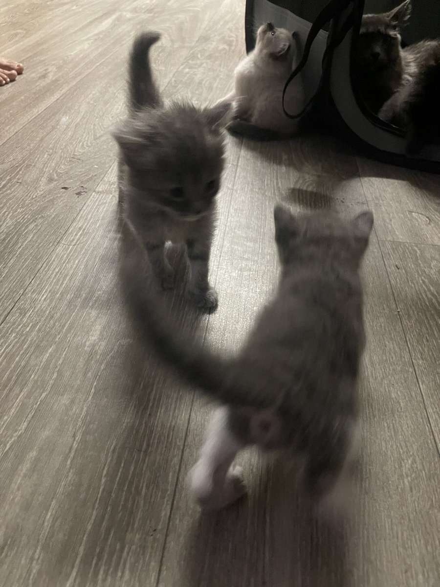 ⚰️ ⛧ Roddyboi ⛧ ⚰️ tweet media