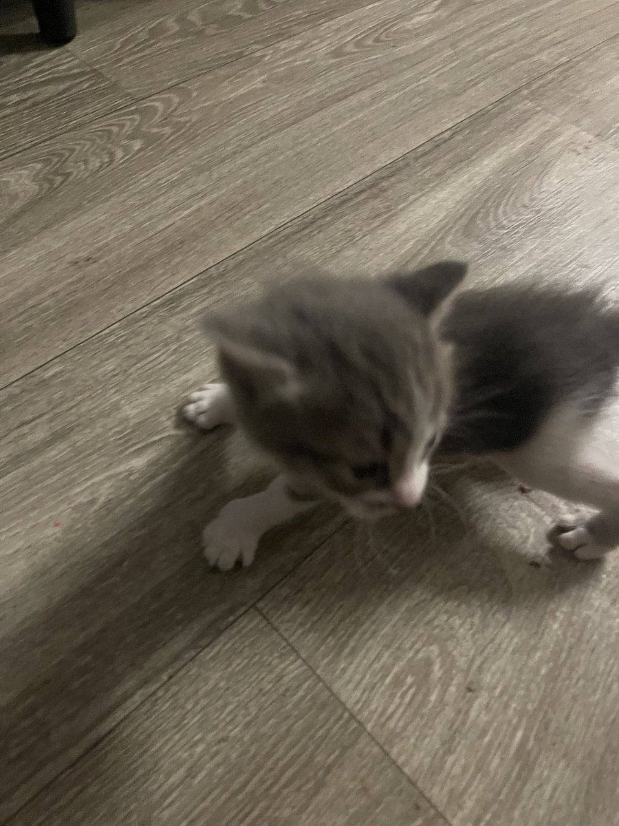 ⚰️ ⛧ Roddyboi ⛧ ⚰️ tweet media