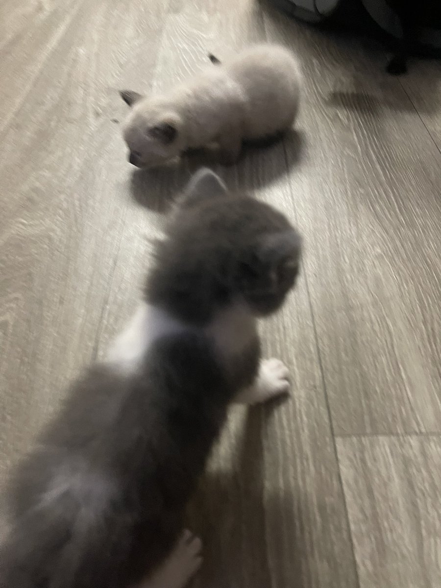 ⚰️ ⛧ Roddyboi ⛧ ⚰️ tweet media