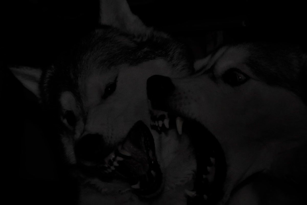  𝗗𝗔𝗡𝗧𝗘 tweet media