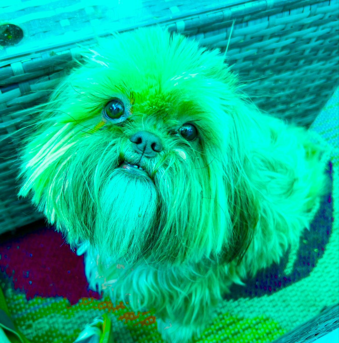 THE HERD HOUSE tweet media