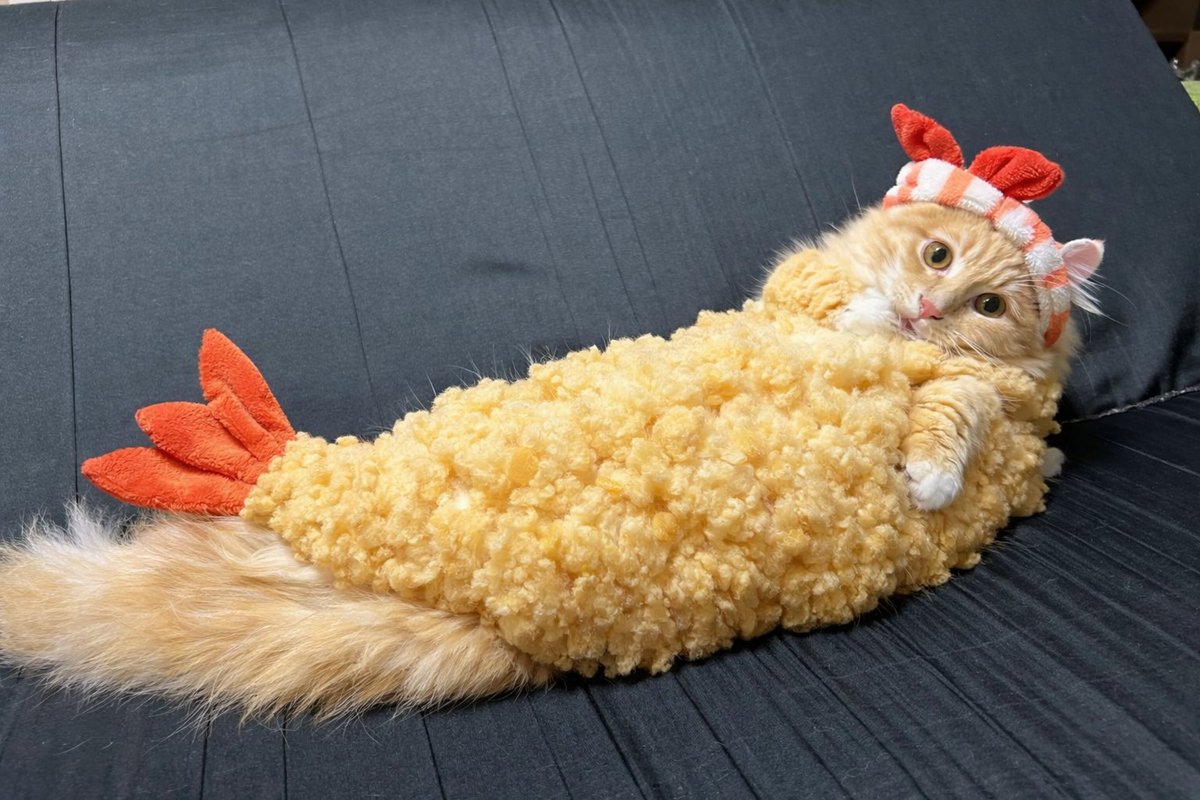 ちゃろこ🐈 tweet media