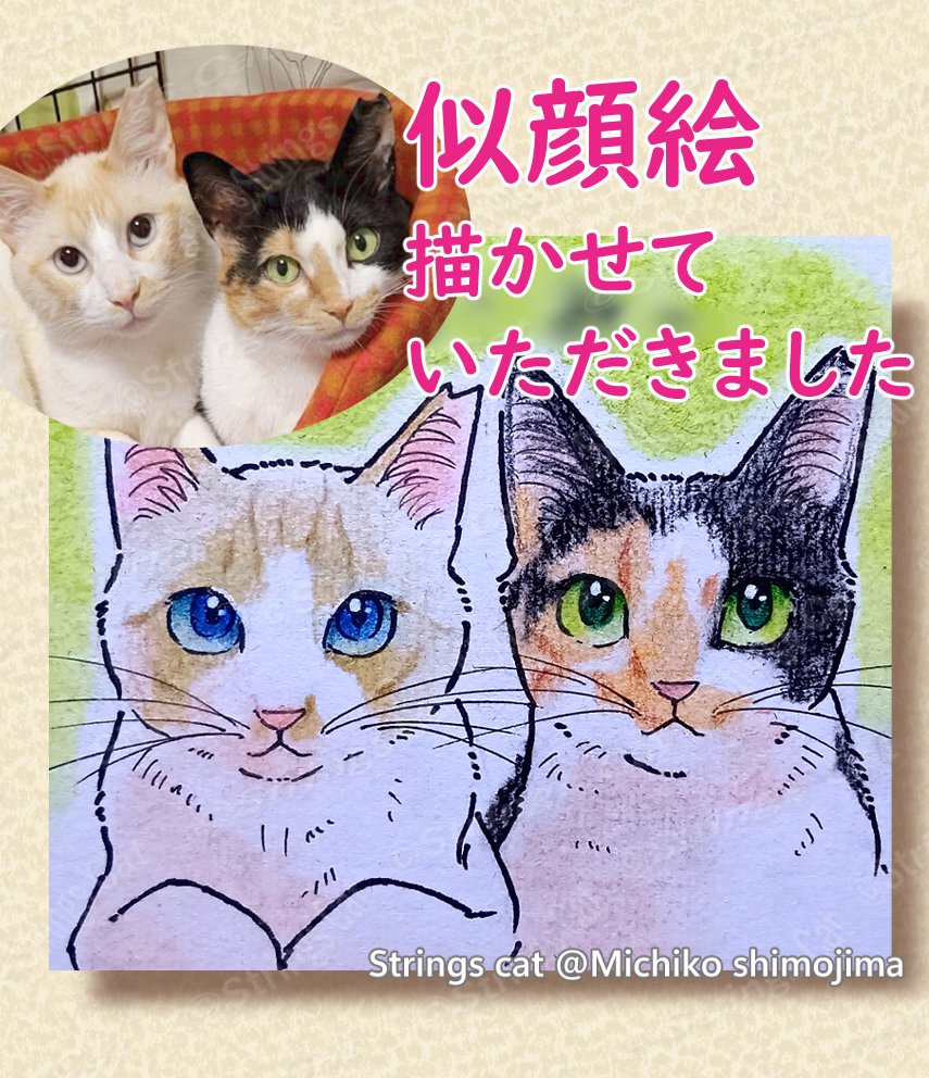 Strings cat・下島みちこ@猫の絵描き tweet media