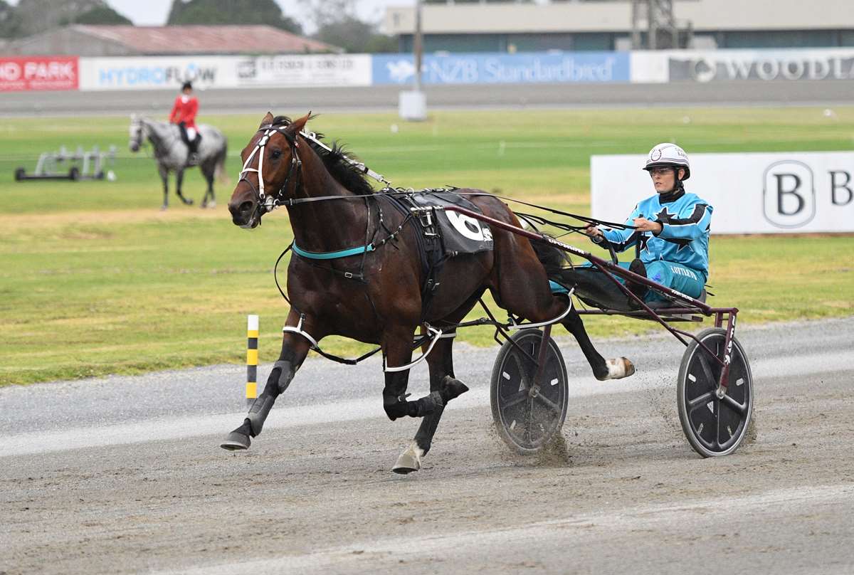 NZB Standardbred tweet media