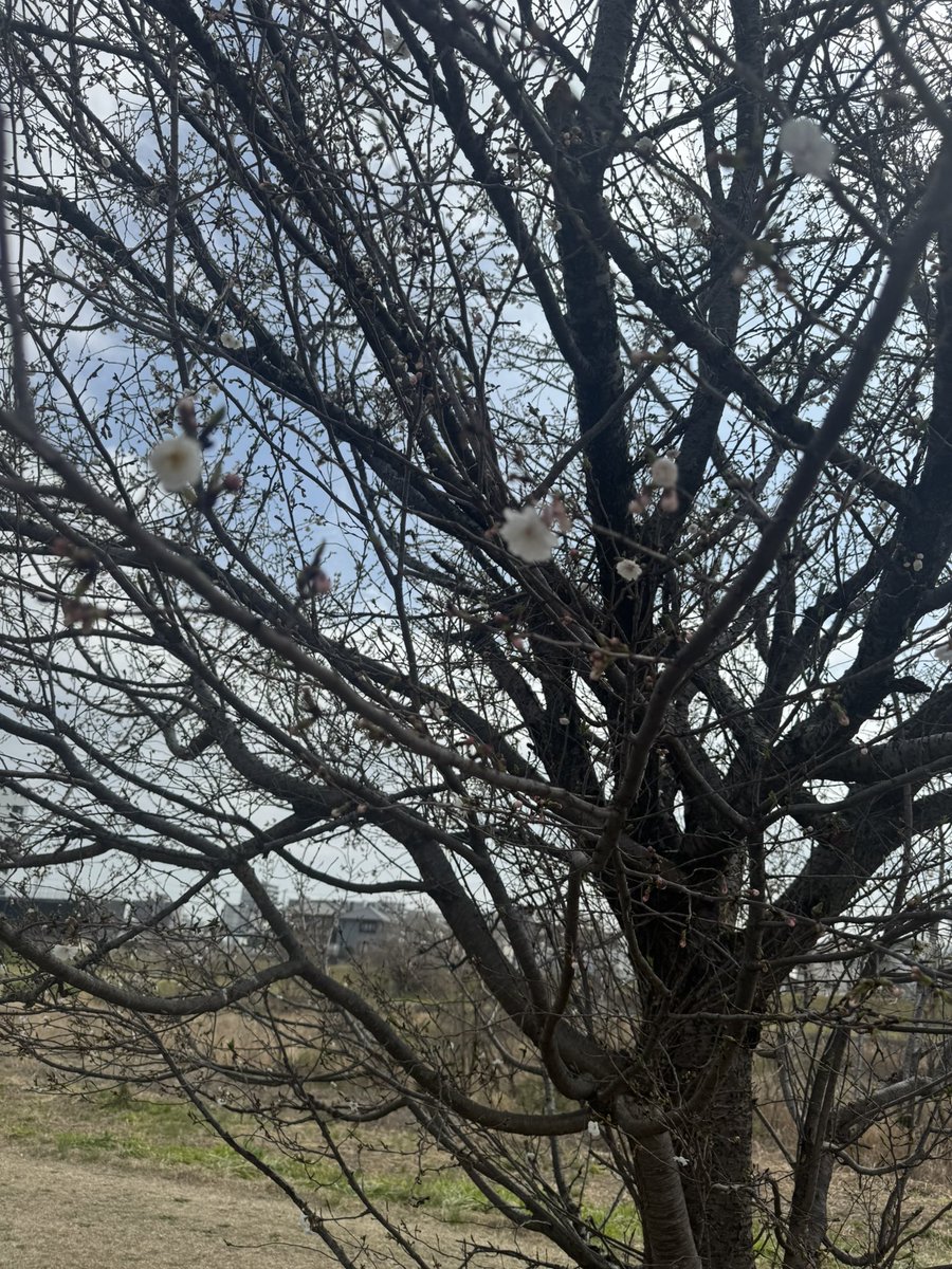 MIKKE(みっけ)👻🕸 tweet media