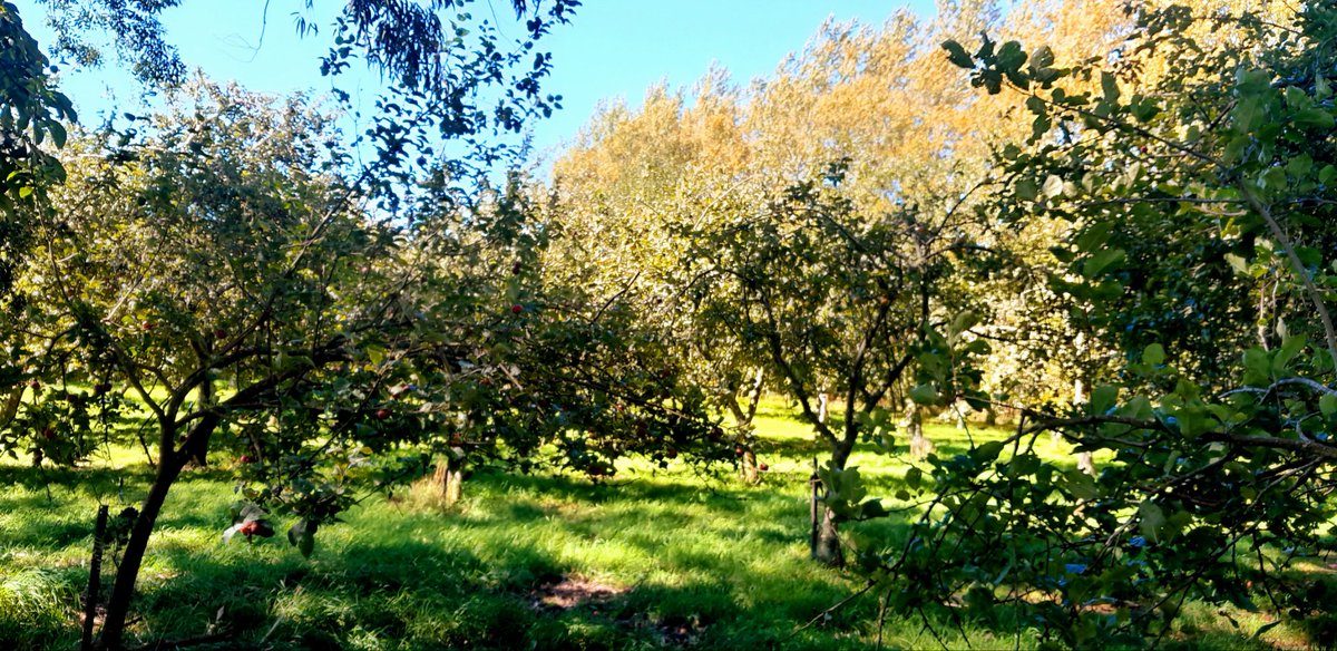 Kieran Haslett-Moore tweet media