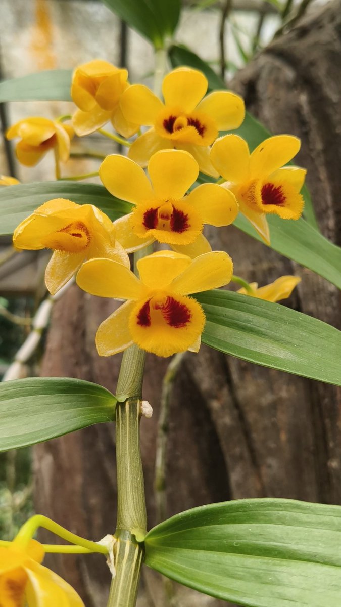 องค์การสวนพฤกษศาสตร์ tweet media