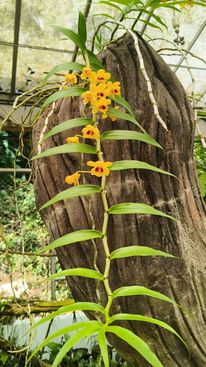 องค์การสวนพฤกษศาสตร์ tweet media