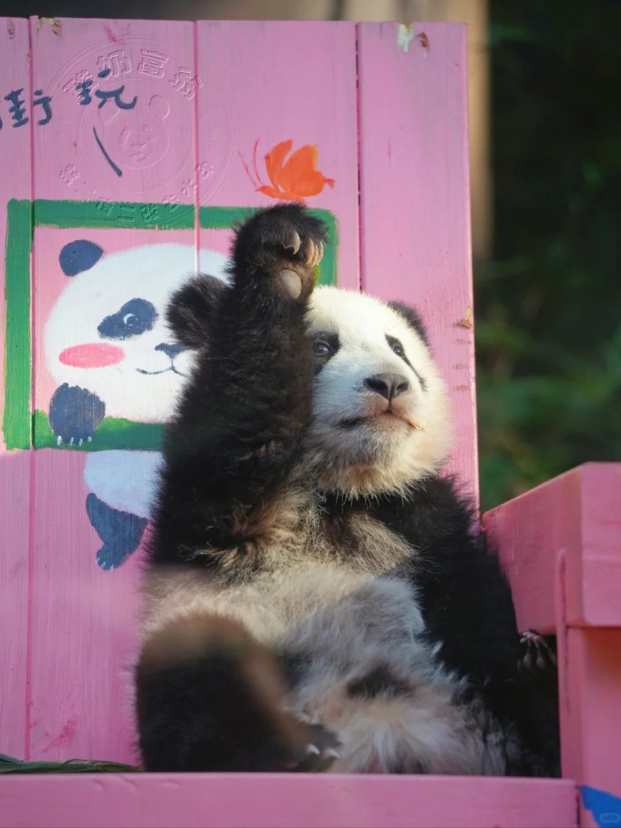 Panda_Huahua's Daily tweet media