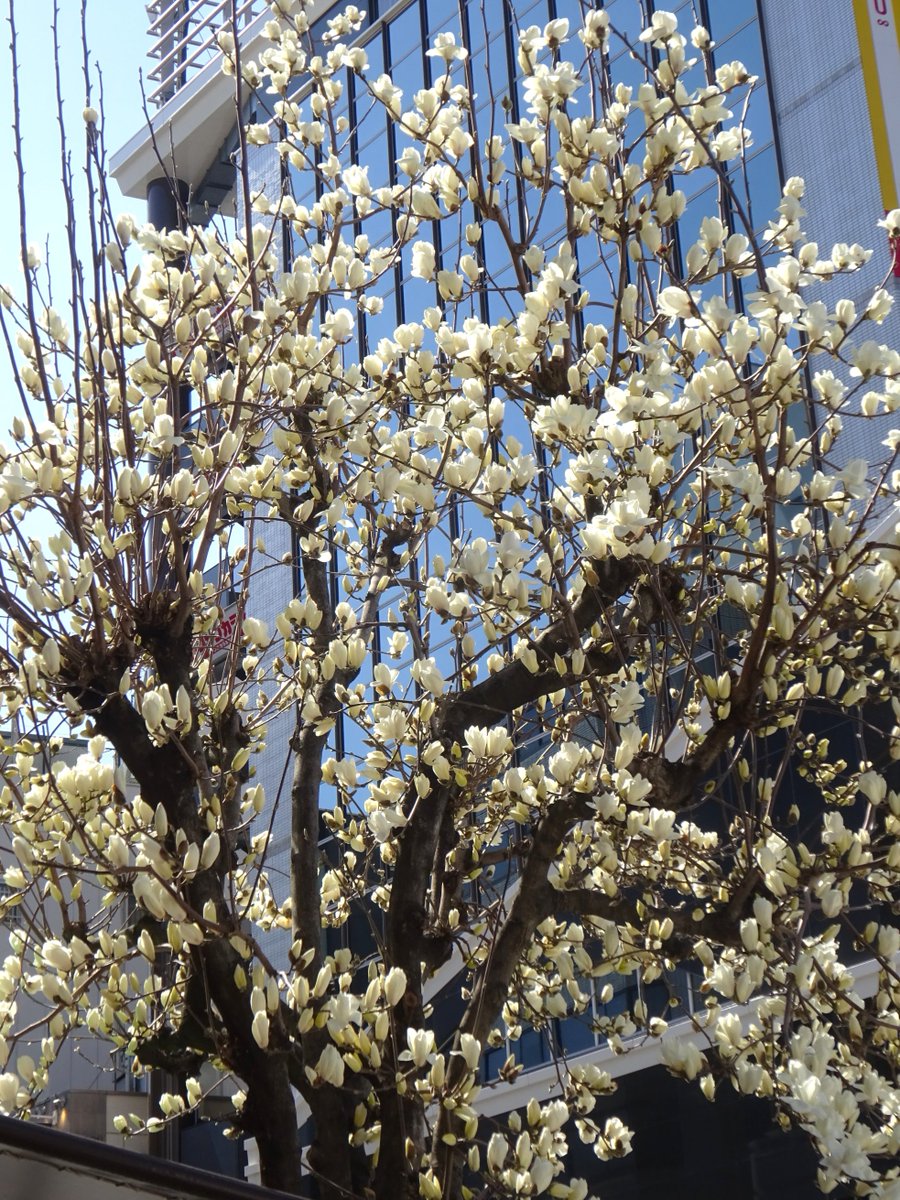 ミックウェア tweet media