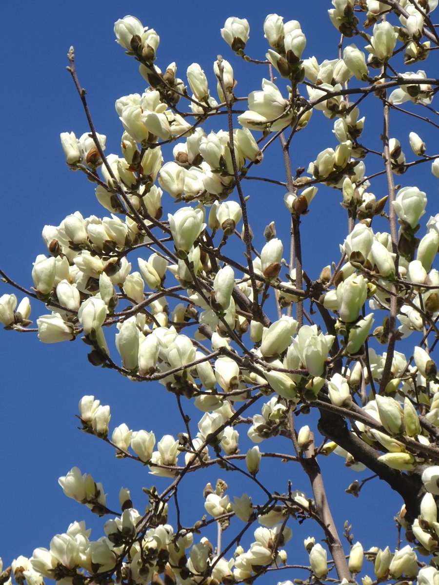 ミックウェア tweet media