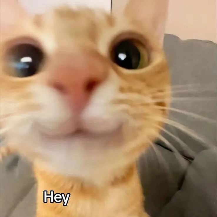 khalil メ tweet media