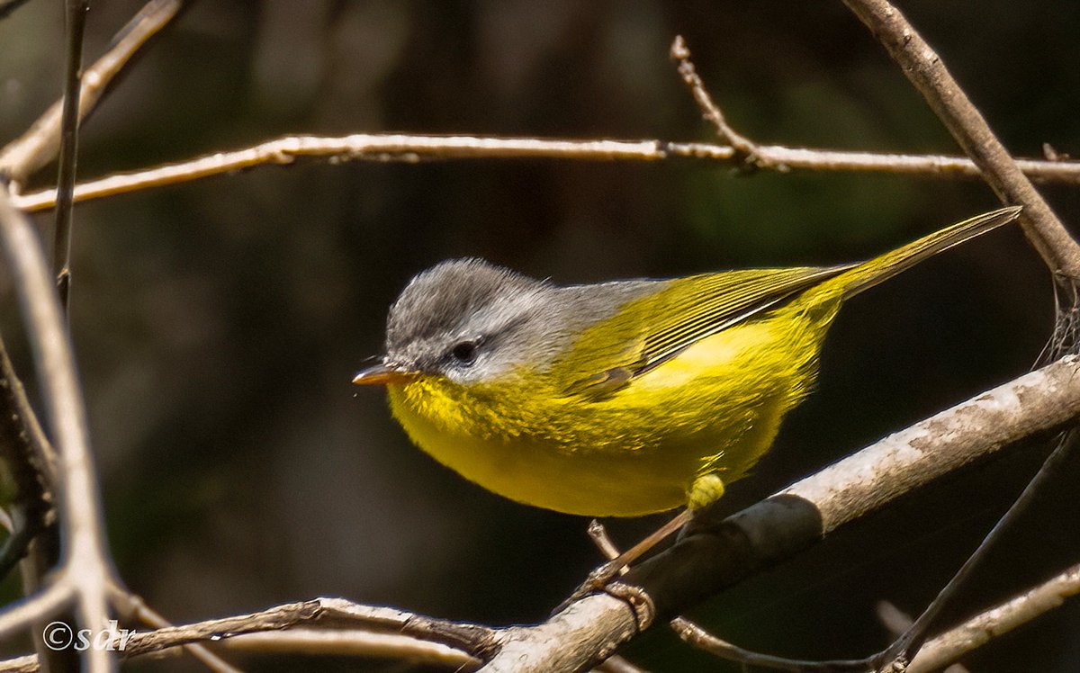 sanshali1's tweet image. Gray hooded Warbler framed for #midweek. #nikonz8 #IndiAves @IndiAves #Himalayas #Himachal @ragnyabhawani @NatureIn_Focus #BirdsSeenIn2026 #birdphotography