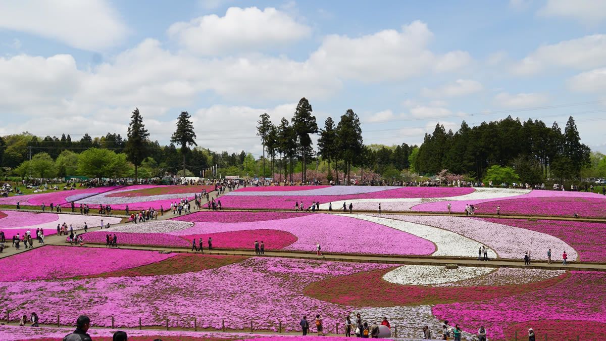 event_checker's tweet photo. 一面ピンクの"花じゅうたん"

4/3-5/6
秩父・羊山公園
「芝桜まつり」開催

約40万株が咲き広がる
関東トップクラスの春絶景

見頃はGW前半
行くならこのタイミング

写真じゃ伝わらないスケール

→ https://t.co/U2w2rEspYf https://t.co/Jhykwt06ip