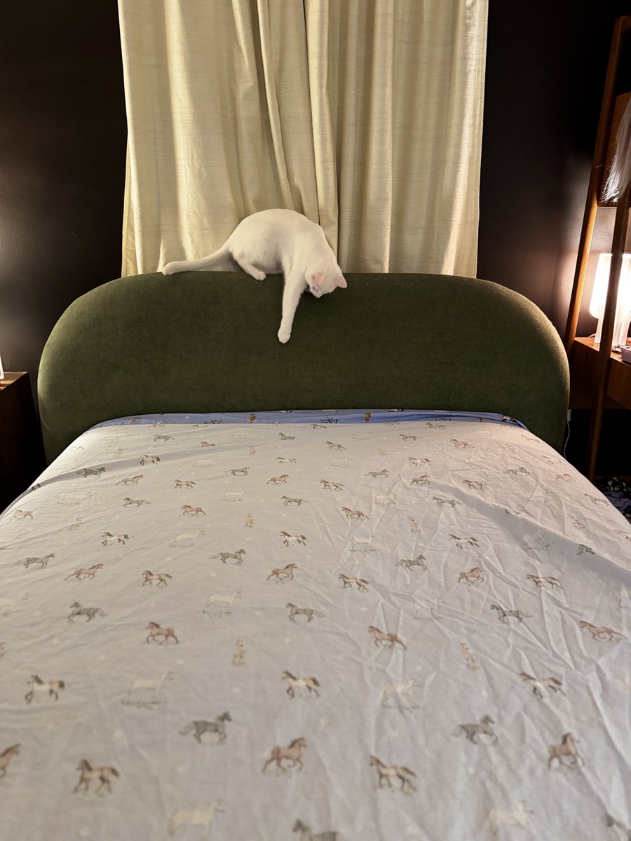 mpls molly tweet media