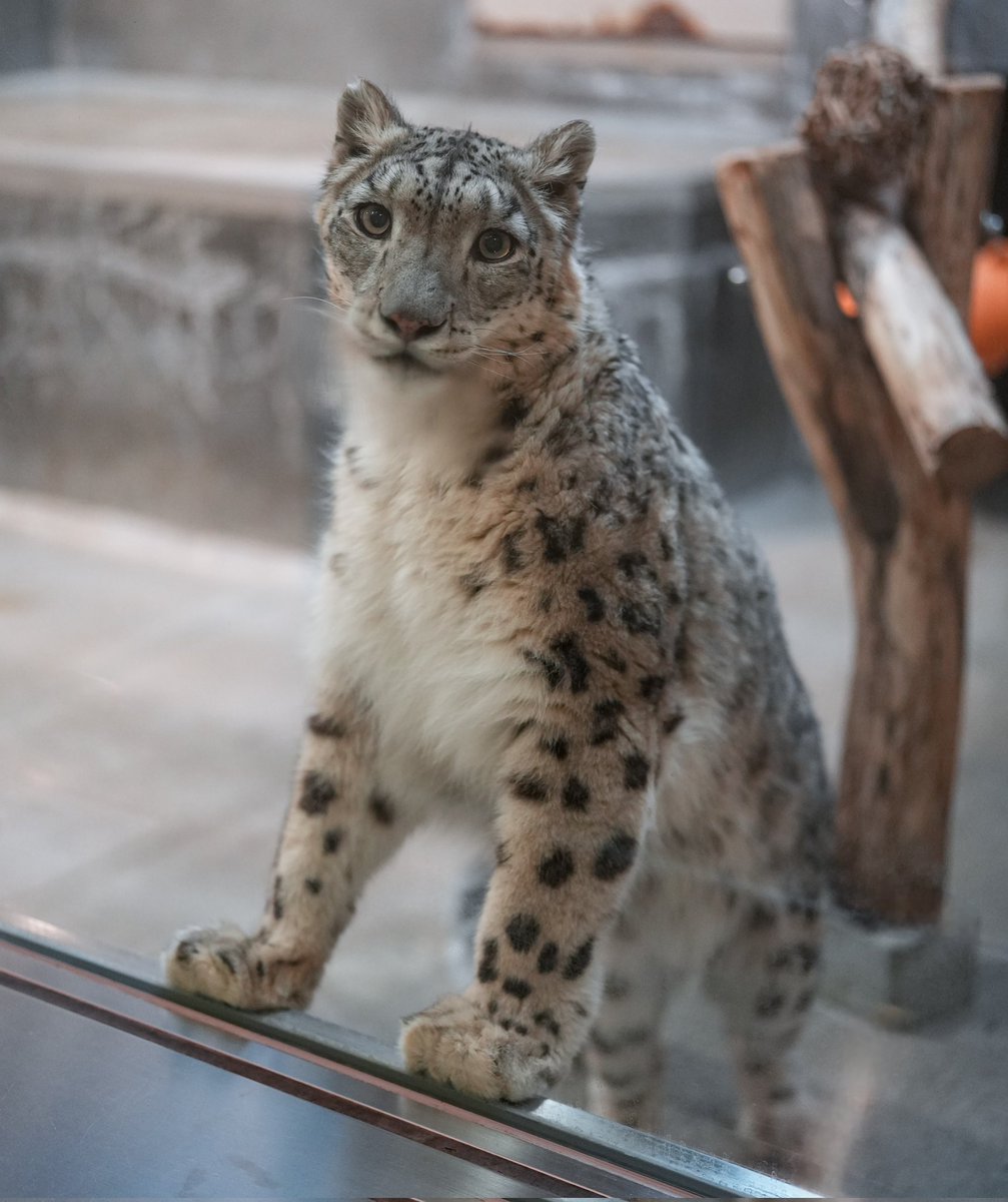 朝からジーマのお出迎えが可愛すぎる🤦‍♀️💕

#いしかわ動物園 #ユキヒョウ #ジーマ 
📷260318