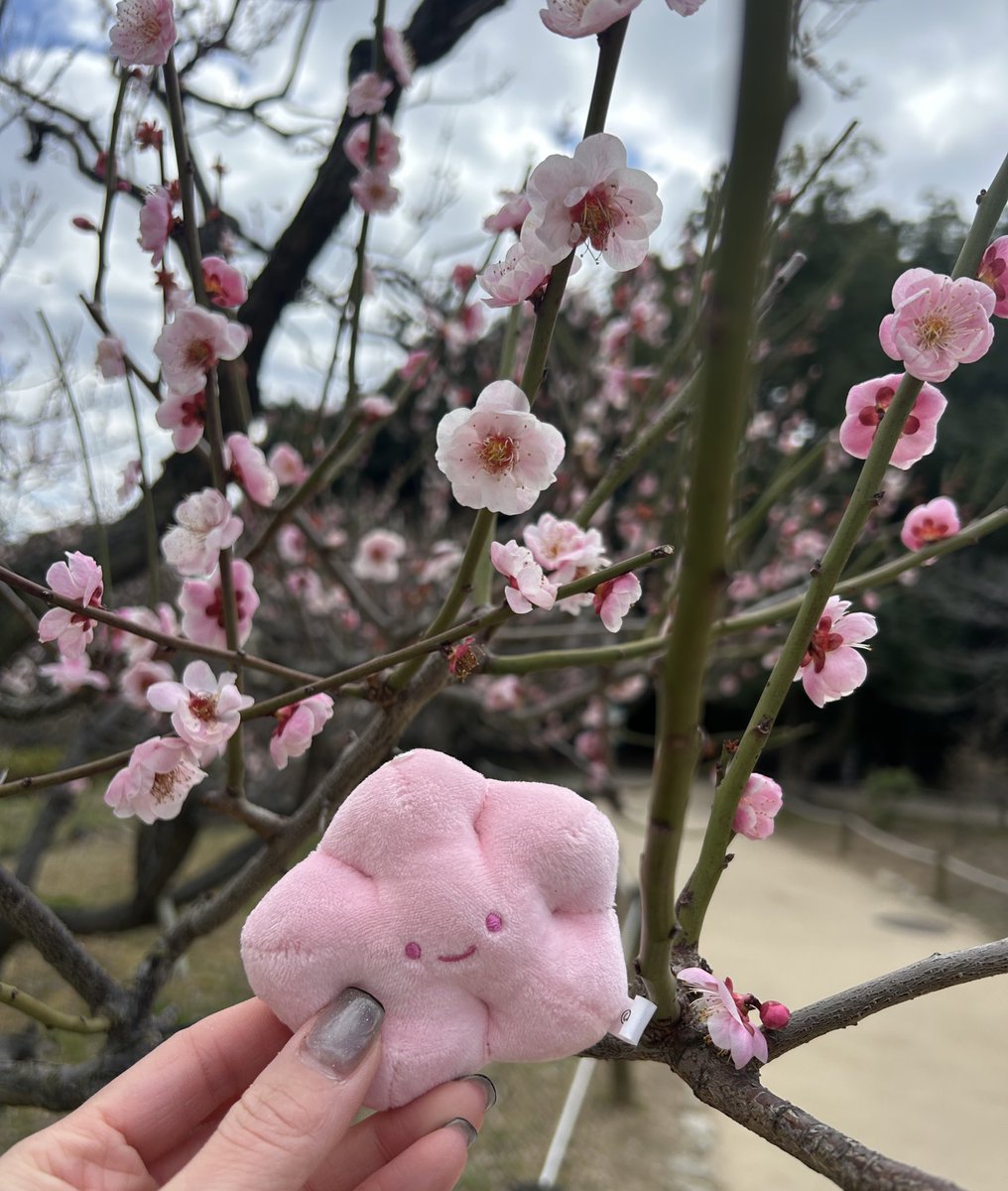teuklee0701's tweet photo. もなかちゃんと梅まつり🌸
梅フードの食べ歩き最高すぎた〜！
特に梅としらすのピザが絶品でした🍕

#にっこりーノ https://t.co/0b1Ykpm38n
