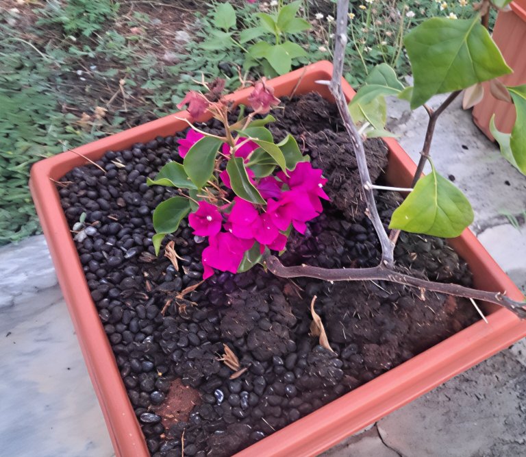 therealartist00's tweet photo. Grandamma’s garden understood the assignment!🙊😁😁 🌸✨
Perfectly timed bougainvillea for Ugadi Eve.
#Puremagic
#StreetofNanjangud https://t.co/hYezpmO6O4
